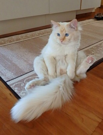 Birmapojat istuu näin :)